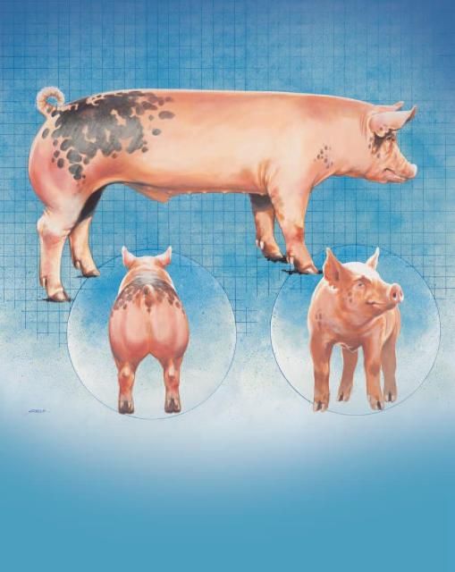 Figure 1. This hog, known as Symbol III, is the ideal market hog for every segment of the industry.