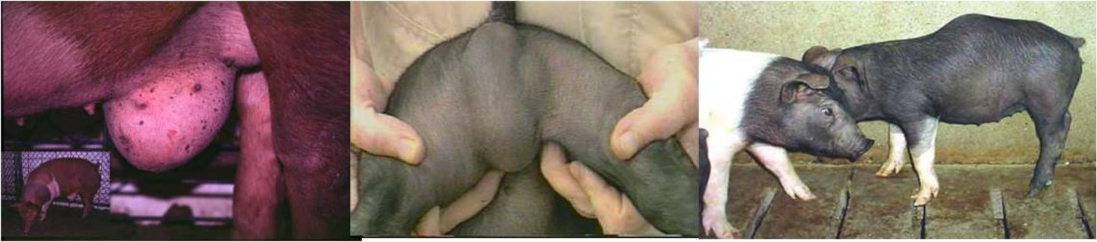Figure 4. From left to right: a pig with an umbilical hernia, a pig with a scrotal hernia, and a pig with kyphosis or hump-back.
