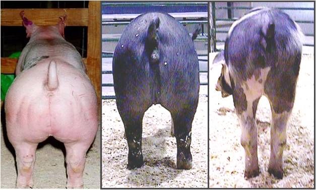 Figure 3. From left to right: a heavily muscled pig, a well-muscled pig, and a very light-muscled pig