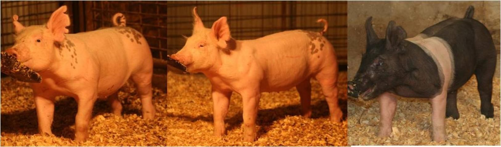 Figure 6. From left to right: a pig with secondary indicators of growth that suggest he should be a nice project; a low-volumed gilt that will likely remain lean to a heavy weight and will likely be too slow-growing; and a wide-chested, big-bodied barrow on the right that will likely have too much 10th rib fat thickness by 280 lbs.