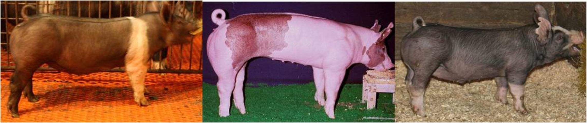 Figure 5. From left to right: a gilt with secondary growth indicators that suggest she will be a good project; a likely slow-growing, low-volumed gilt with a large frame; a likely slow-growing barrow that is short-boned and short-bodied.
