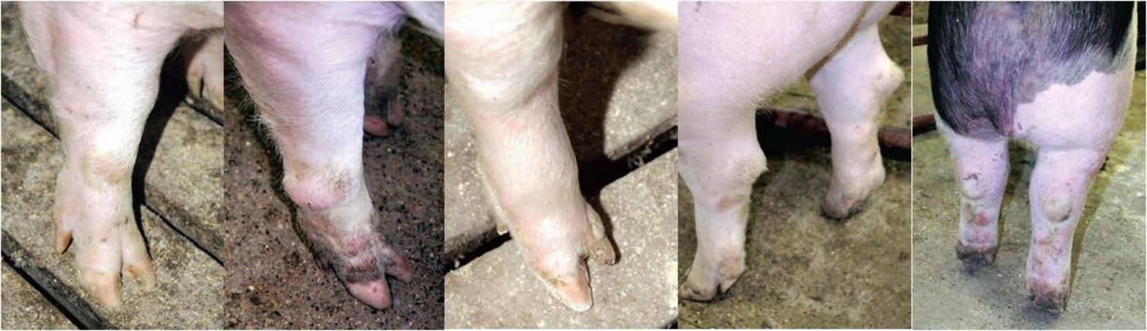 Figure 12. From left to right: a foot with even-sized toes and a slight spread; a foot with an ulceration above the toe and swelling around the knee; a foot with a much smaller inside toe; this hock shows swelling on the right hock; this hock shows swelling on the inside left hock.