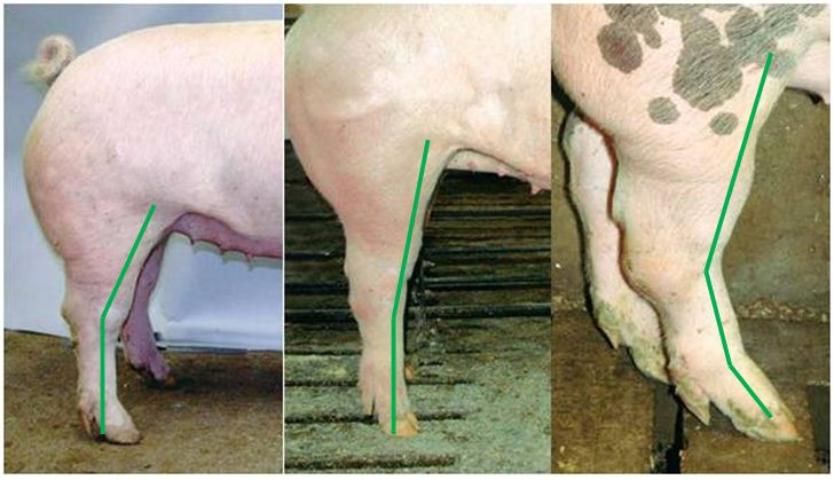Figure 11. From left to right: a pig with the correct set to the hip, hock, and pastern; a pig that is very straight from the hock to the pastern; and a pig that has excess set to the hock and is weak-pasterned.