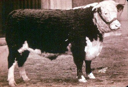 Figure 1. Champion Hereford Steer, 1932 International, Exhibited at 1240 lbs at 19 months of age. Respectable growth and carcass merit.
