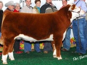Figure 5. Champion Hereford Steer, 2007 Ft. Worth Stock Show, Exhibited at 1280 lbs. Desirable growth and carcass merit.