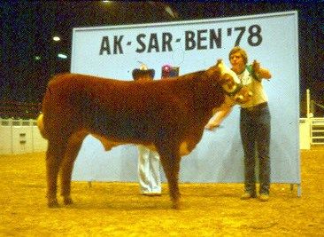 Figure 4. High Placing Crossbred Steer, 1978 AK-SAR-BEN Show, Exhibited at 1250 lbs. Inferior carcass merit.