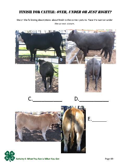 Finish for Cattle: Over, Under, or Just Right? p. 89.