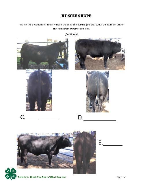 Muscle Shape, P. 87.