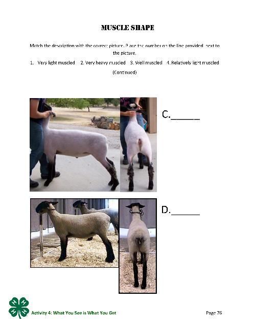 PDF p. 76 Muscle shape