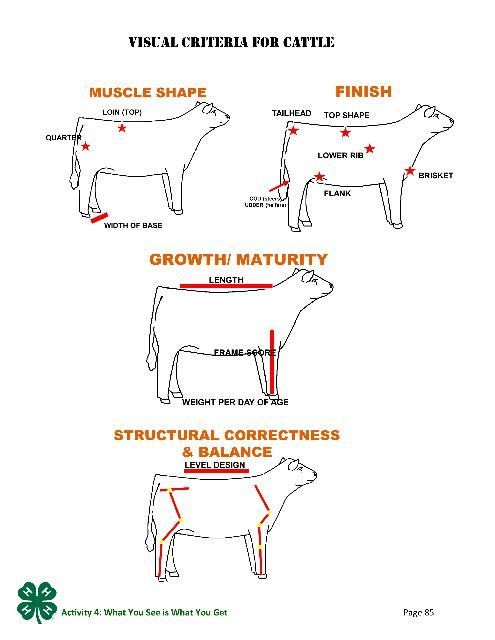 Visual Critera for Cattle, p.85.