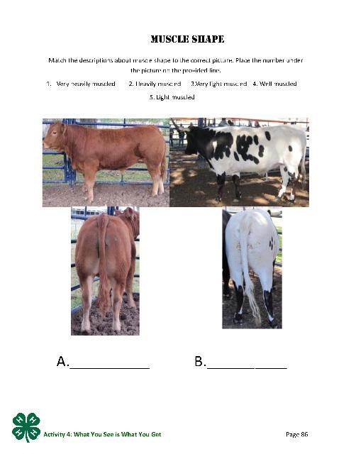 Muiscle Shape, p.86.