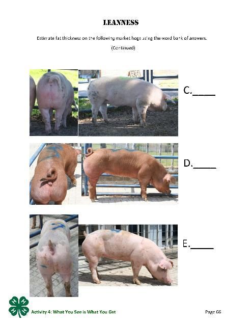 Page 66 of the PDF, Leanness