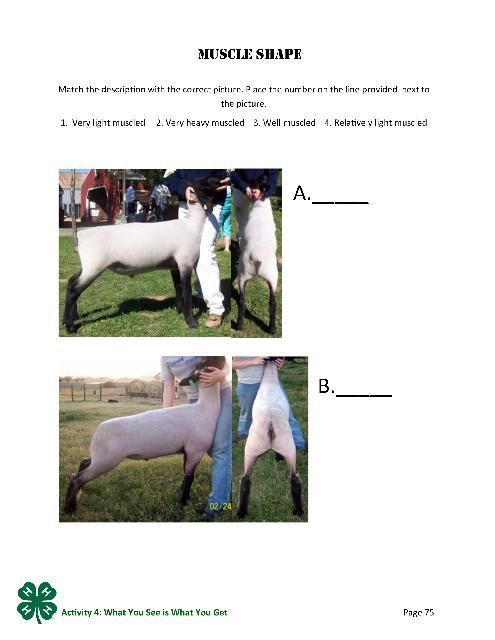 p. 75 of the PDF, Muscle shape.