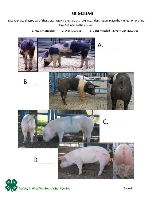 Page 64 of the PDF, Muscling.