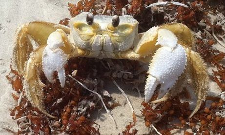 Figure 1 A crab surrounded by washed up seaweed on a beach