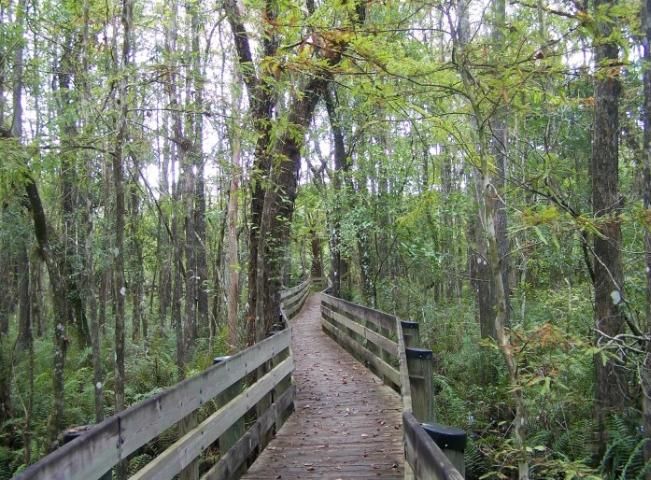 Figure 1. One of many different ecosystems in Florida
