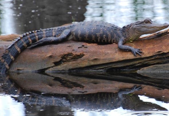 Figure 1. The American alligator was once close to extinction but has recovered