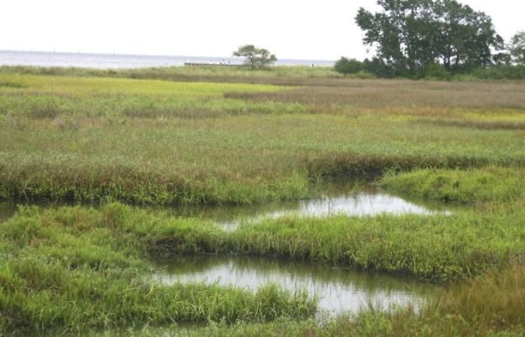 Figure 2. Marshes provide a critical wildlife habitat