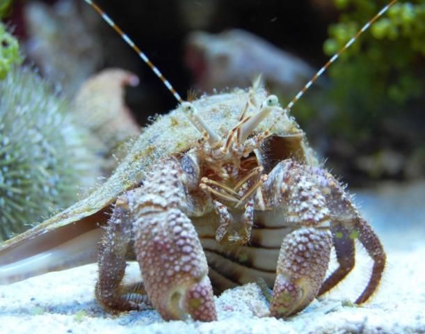 Figure 1. Benthic organisms (or benthos) live near the ocean floor