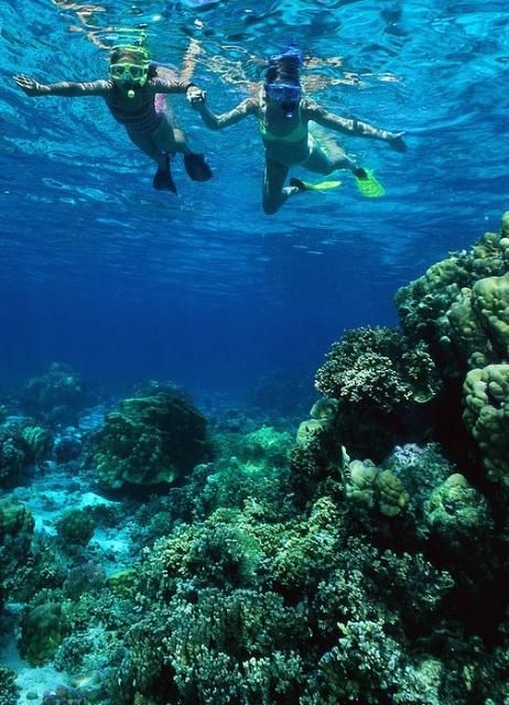 Figure 2. You can visit a coral reef ecosystem with just a mask and a snorkel