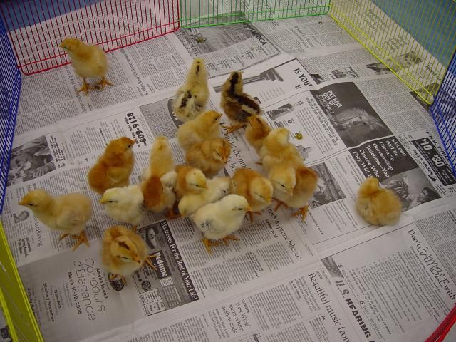 Figure 2. School teachers should have a plan for what to do once the chicks arrive.