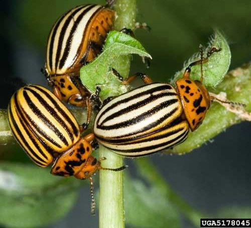 Figure 6. Colorado potato beetles, Leptinotarsa decemlineata, feeding on foliage.