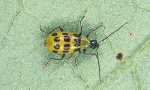 Figure 28. The spotted cucumber beetle, Diabrotica undecimpunctata howardi.