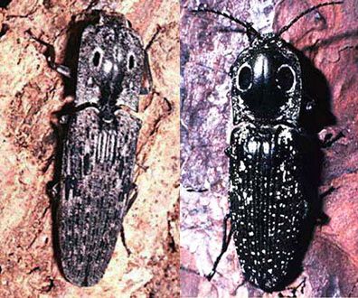 Figure 5. Adult click beetles: Alaus myops, left, and Alaus oculatus, right.