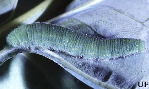 Figure 15. Larva of imported cabbageworm, Pieris rapae.
