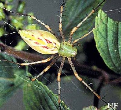 Figure 32. Adult green lynx spider, Peucetia viridans.