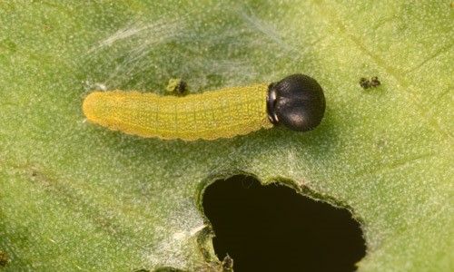 Figure 3. Larva of the bean leafroller, Urbanus proteus.
