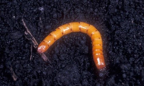 Figure 30. Larva of Melanotus communis, also known as a wireworm.