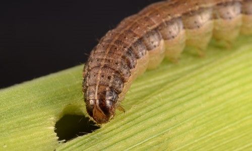 Figure 10. Larva of fall armyworm, Spodoptera frugiperda. Note the light-colored inverted 