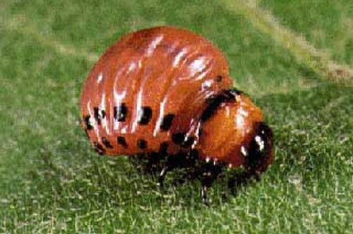 Figure 7. Larva of the Colorado potato beetle, Leptinotarsa decemlineata.