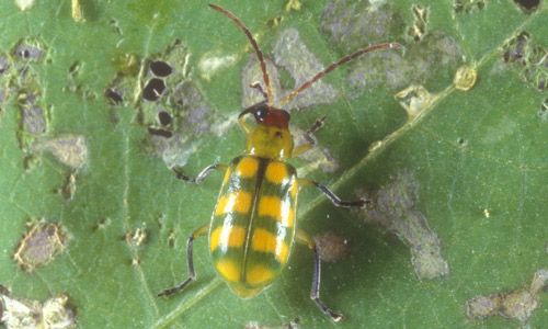 Figure 2. Adult banded cucumber beetle, Diabrotica balteata.