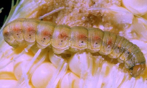 Figure 8. Larva of corn earworm, Helicoverpa zea. This is the light-colored or greenish form.