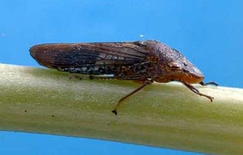 Figure 18. An adult Homalodisca vitripennis, the glassy-winged sharpshooter.