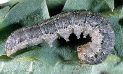 Figure 9. Side view of the larva of a black cutworm, Agrotis ipsilon.