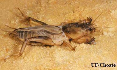 Figure 23. Adult tawny mole cricket, Neoscapteriscus vicinus.