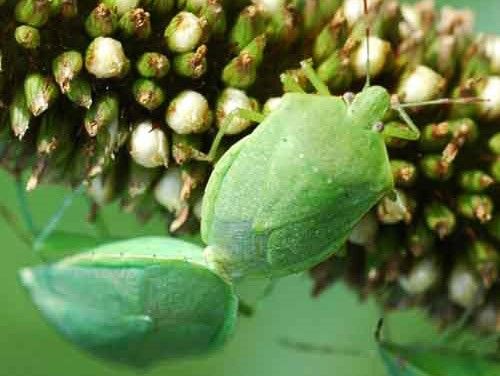 Figure 13. Adult green stink bugs, Chinavia halaris, on millet.