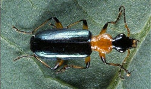 Figure 33. Adult Calleida decora, a ground beetle.