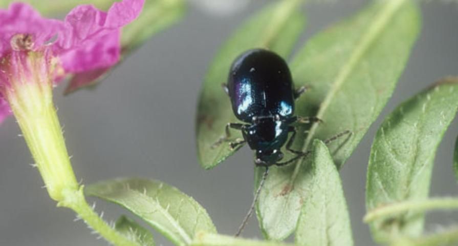 Figure 12. An Altica sp. flea beetle feeding on Cuphea hyssopifolia (false heather) in Gainesville, Florida.