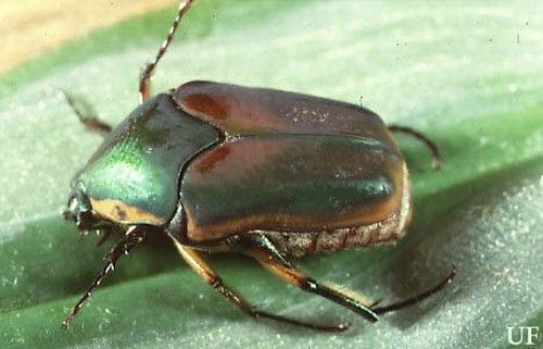 Figure 16. Adult green June beetle, Cotinis nitida.