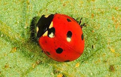 Figure 35. Adult Coccinella septempunctata, the seven-spotted lady beetle.