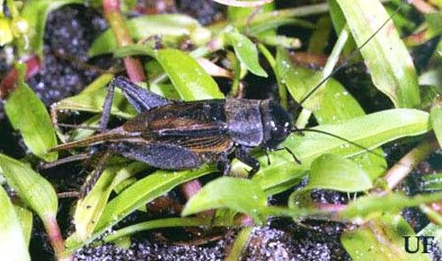 Figure 11. Long-winged, adult male southeastern field cricket, Gryllus rubens.