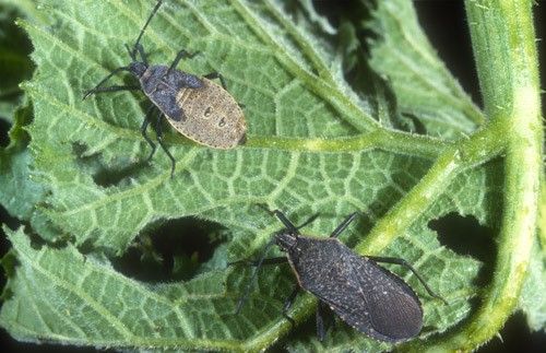 Figure 25. Adult (bottom) and nymph (top) squash bug, Anasa tristis.