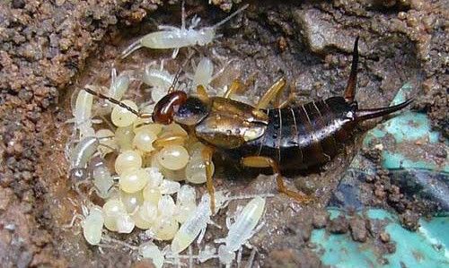 Figure 31. Adult female European earwig, Forficula auricularia, with eggs and young.