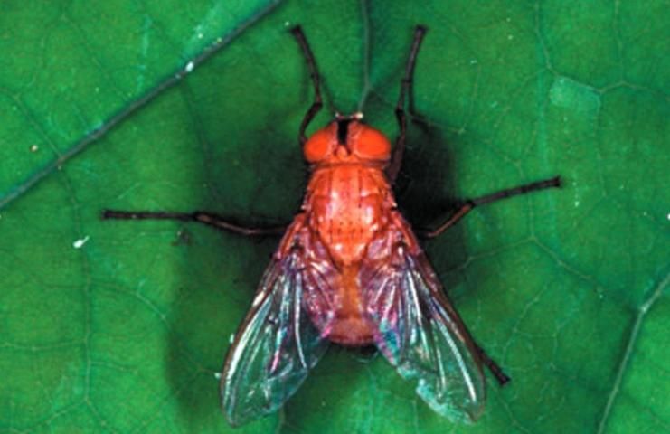 Figure 37. Tachinid fly Ormia depleta (Wiedemann), the Brazilian red-eyed fly.
