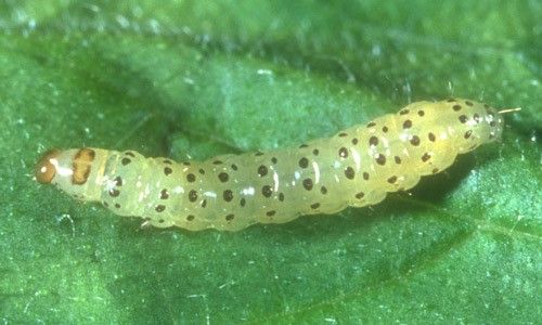 Figure 24. Young pickleworm larva, Diaphania nitidalis.