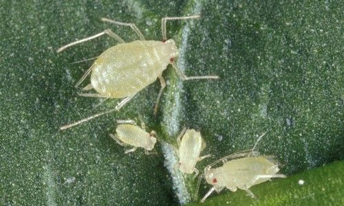 Figure 1. Female adult green peach aphids, Myzus persicae, with immatures.